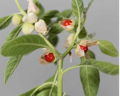 My Balance - Nutrisentials Organic Ashwagandha - An Ancient Treasure